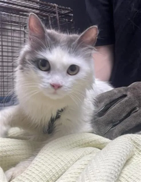 A young medium-sized female Domestic Long Hair cat named Ghost Face for adoption in Redlands, CA