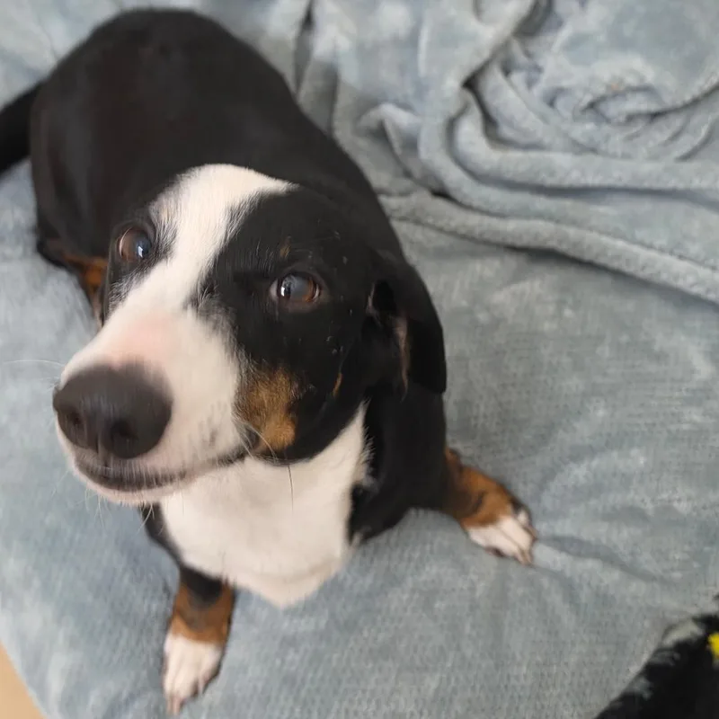 An adult small-sized male Dachshund dog named Halloweenie  Chino Hills for adoption in Chino Hills, CA