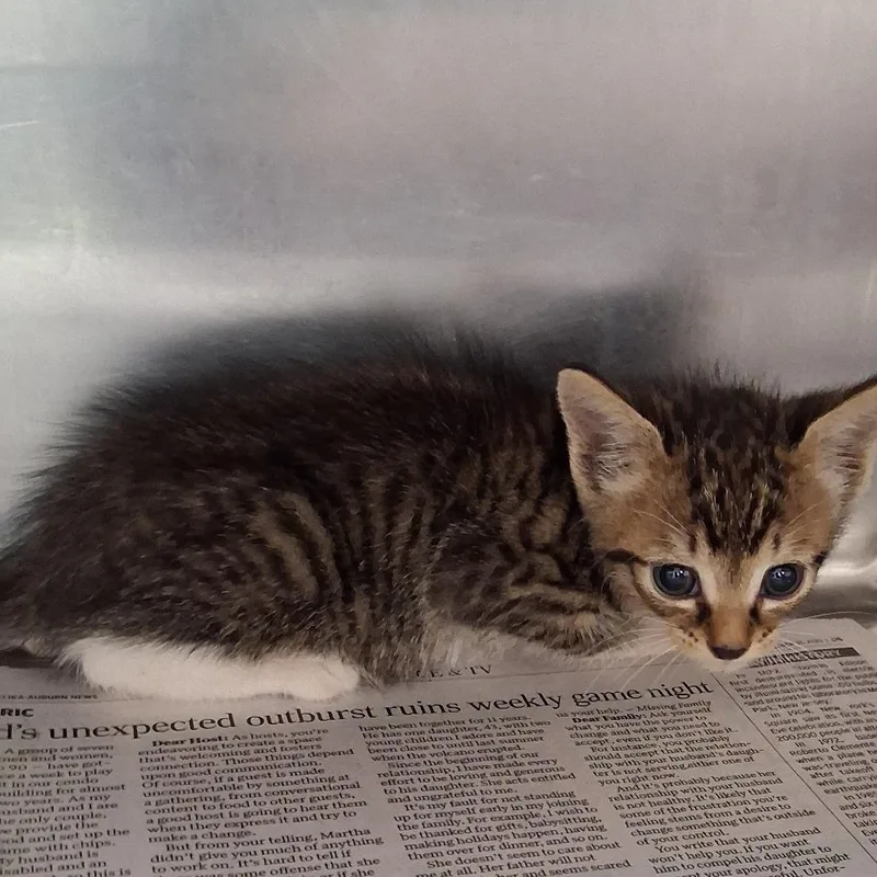 A baby small-sized male Brown / Chocolate Domestic Short Hair cat named Marlin for adoption in Auburn, AL