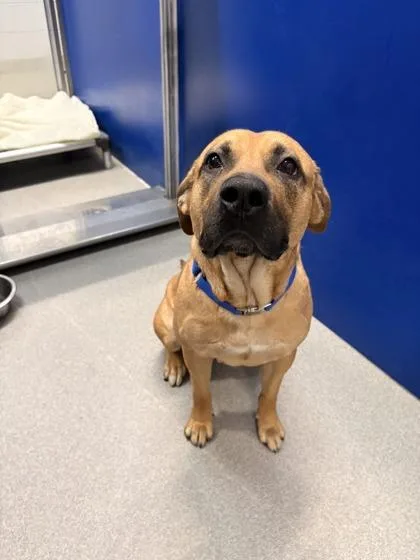 An adult large-sized male Mixed Breed dog named Tanner for adoption in Beatrice, NE