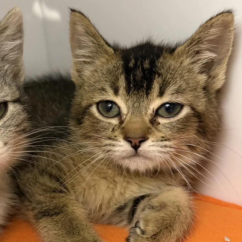 A baby small-sized male Domestic Short Hair cat named Kiki for adoption in Los Angeles, CA
