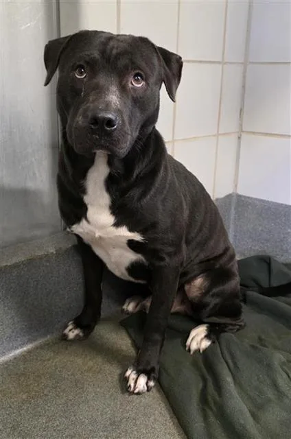 An adult large-sized male American Staffordshire Terrier dog named Ramen for adoption in San Antonio, TX