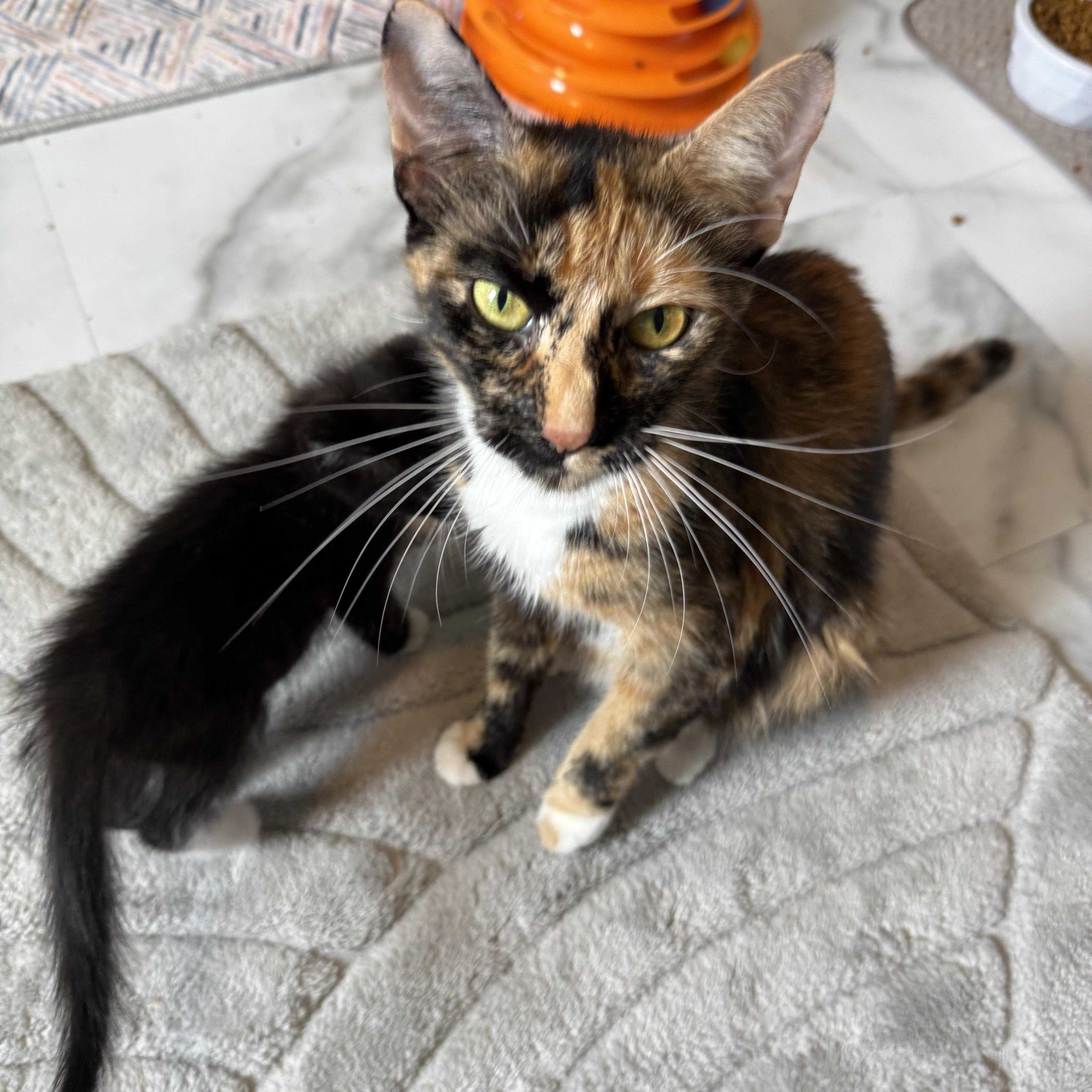 An adult medium-sized female Calico Domestic Short Hair cat named Espresso for adoption in Hamburg, NY