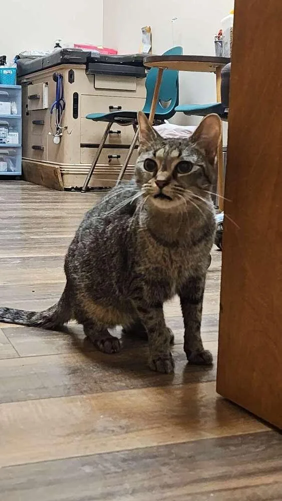 An adult medium-sized female Domestic Short Hair cat named Ohpelia for adoption in Lorain, OH