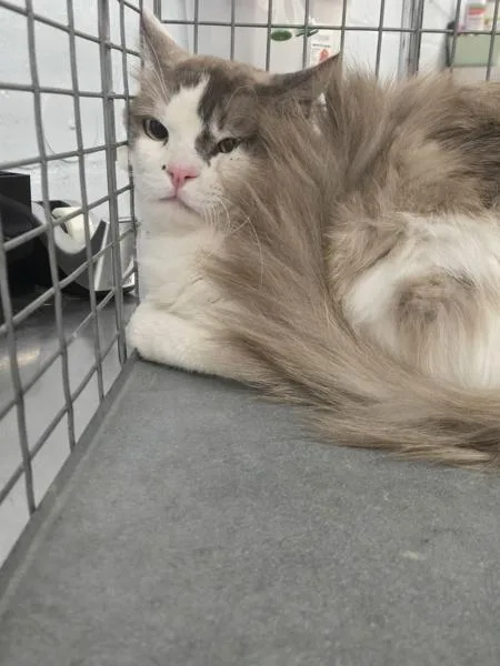 An adult medium-sized male Domestic Medium Hair cat named Hikaru for adoption in Millersville, MD