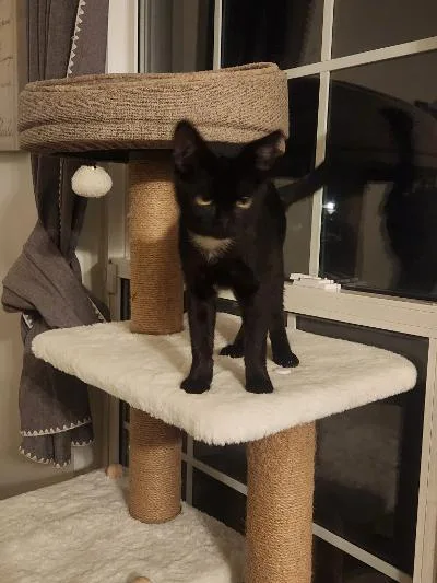 A baby medium-sized female Black Domestic Short Hair cat named Clair for adoption in Mokena, IL