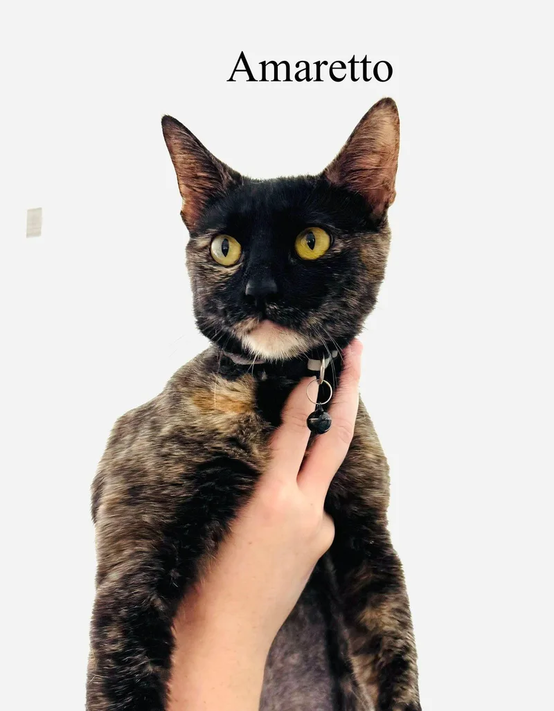 A young medium-sized female Dilute Tortoiseshell Domestic Short Hair cat named Amareto for adoption in Allen, TX