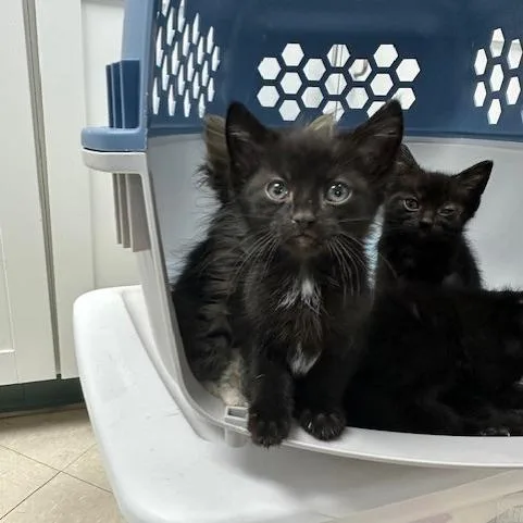 A baby small-sized female Black Domestic Short Hair cat named Darlene for adoption in Indianapolis, IN