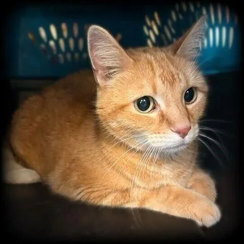 A senior medium-sized male Orange / Red Domestic Short Hair cat named Orange Justice for adoption in Davenport, IA