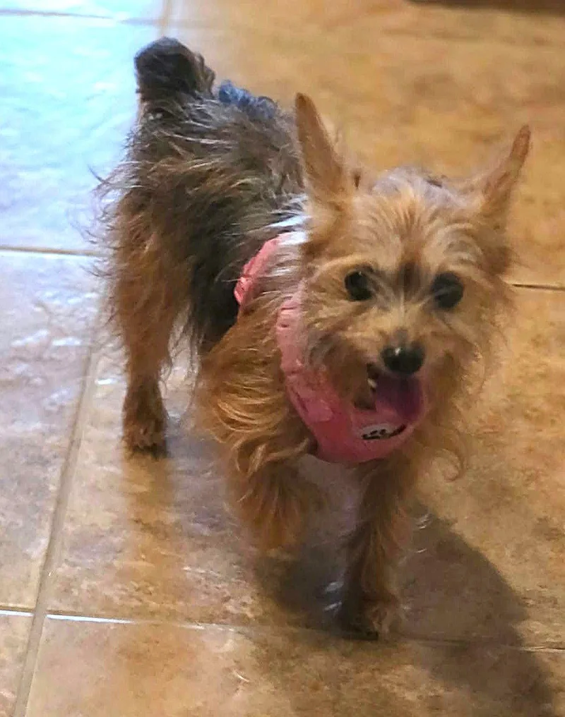 A senior small-sized female Yorkshire Terrier dog named Mitzi Wood for adoption in Saunderstown, RI