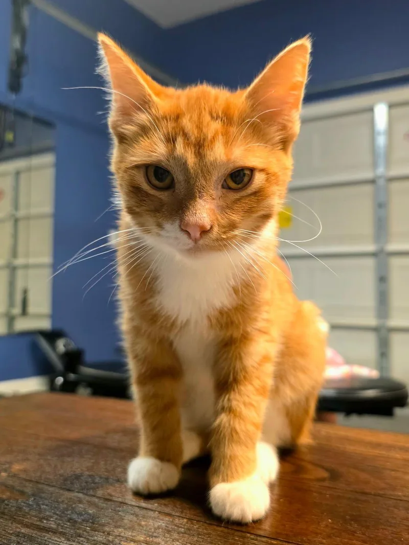 A young small-sized male Tabby (Orange / Red) Domestic Short Hair cat named Kass for adoption in Little Mountain, SC