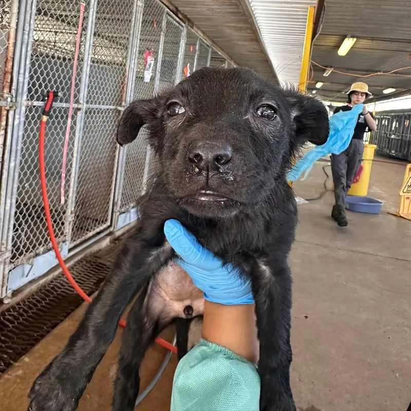 A young small-sized female Black Shepherd dog named Cambria for adoption in Stephens City, VA