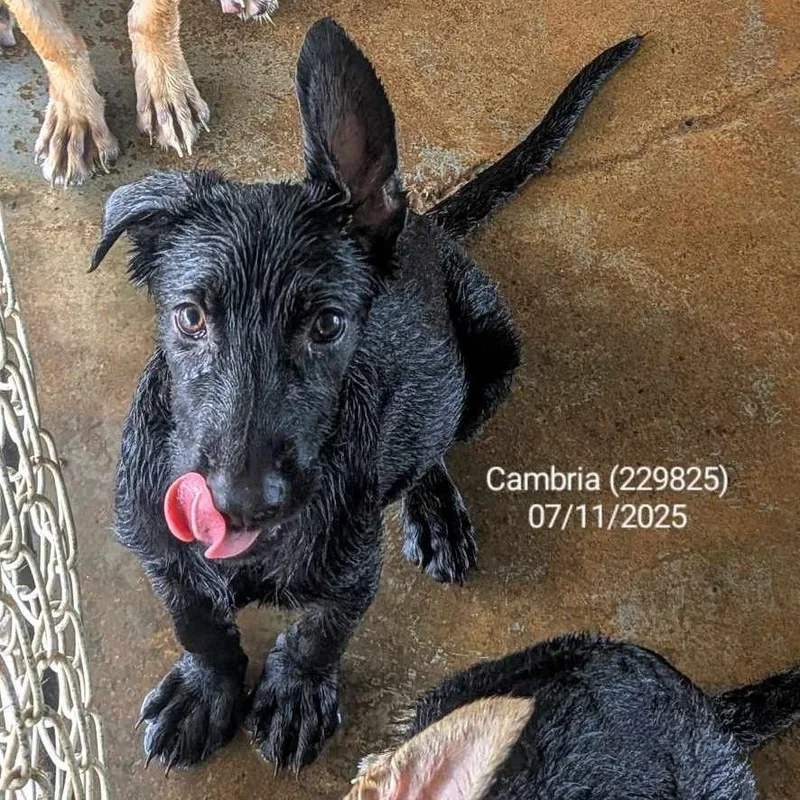 Cambria thumbnail 2