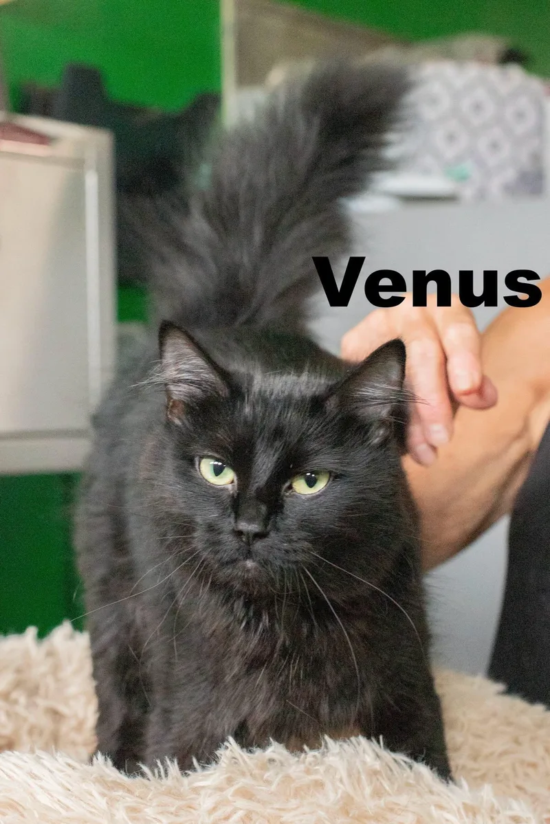 Venus