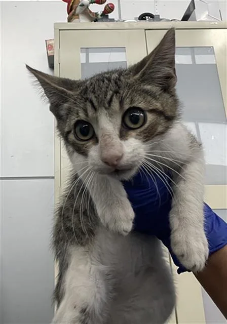 A baby medium-sized male Domestic Short Hair cat named Berry for adoption in Dallas, TX