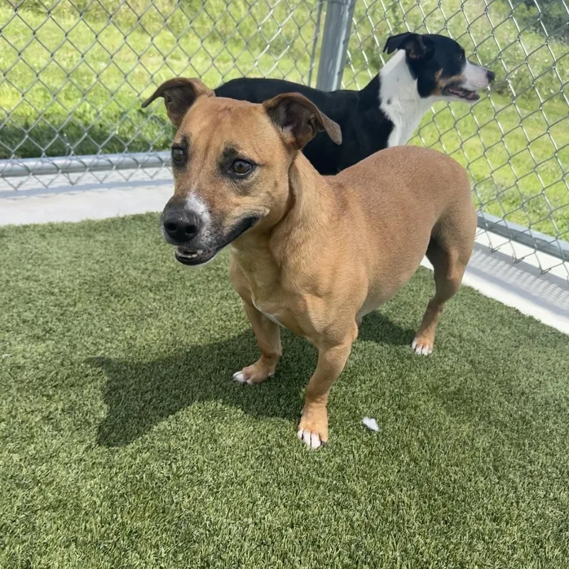 An adult small-sized male Yellow / Tan / Blond / Fawn Dachshund dog named Brownie B for adoption in Liberty, MO