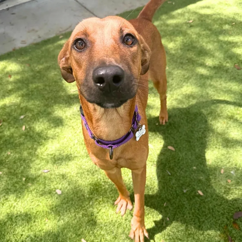 A baby medium-sized female Mixed Breed dog named Lucy for adoption in Saint Petersburg, FL