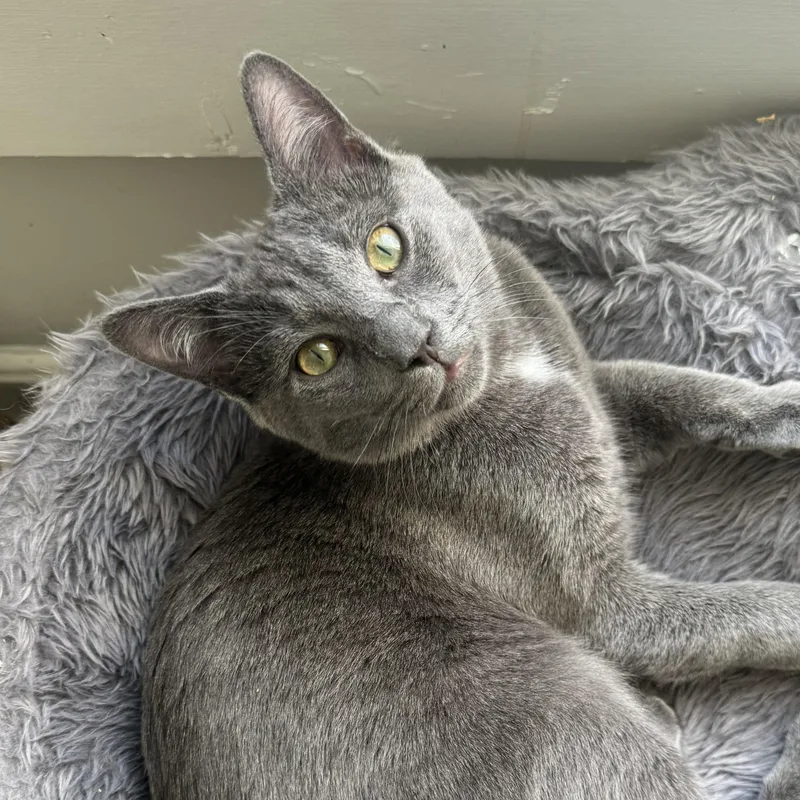 A baby medium-sized male Gray & White Domestic Short Hair cat named Doctor Who for adoption in Hyattsville, MD