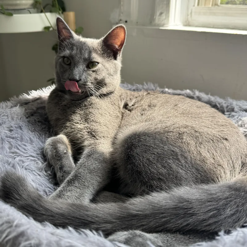 Doctor Who thumbnail 5