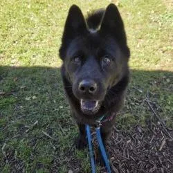An adult medium-sized female Mixed Breed dog named Wisp for adoption in Oshkosh, WI