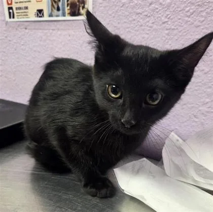 A baby medium-sized female Black Domestic Short Hair cat named Wanda for adoption in El Paso, TX
