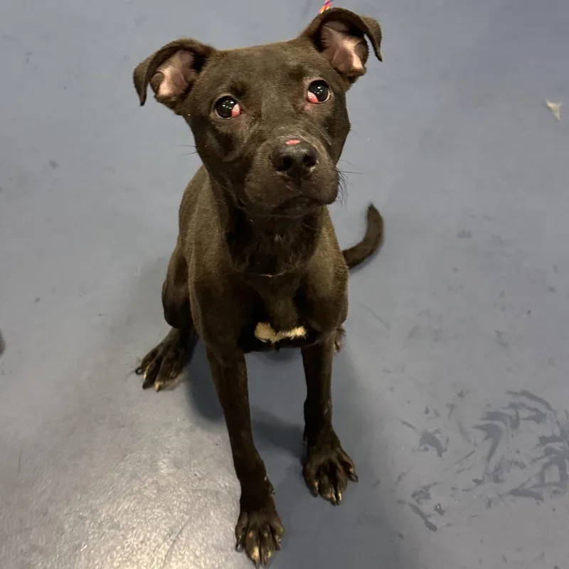 An adult medium-sized female Black Pit Bull Terrier dog named Cherrypie for adoption in Greensboro, NC