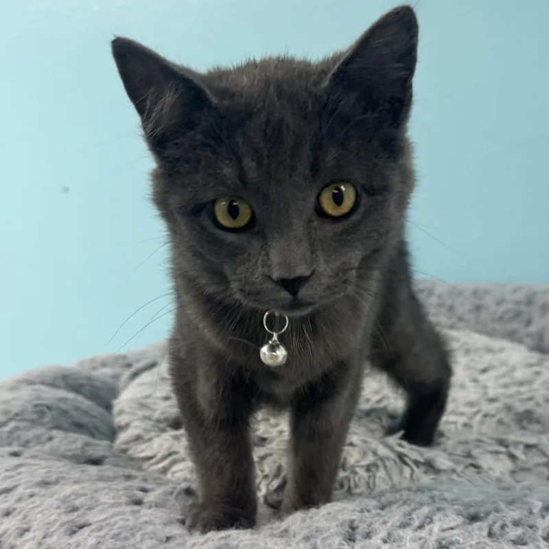 A young medium-sized male Gray / Blue / Silver Domestic Short Hair cat named Smokey for adoption in Morris, MN