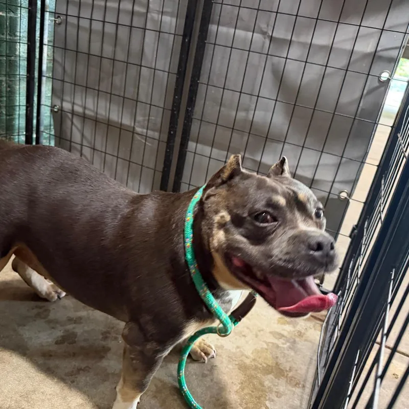 An adult medium-sized female Yellow / Tan / Blond / Fawn Pit Bull Terrier dog named Cheech for adoption in Birmingham, AL