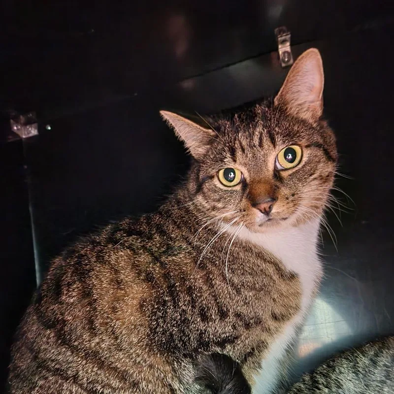 An adult large-sized female Brown / Chocolate Domestic Short Hair cat named Mimosa for adoption in Grand Rapids, MI