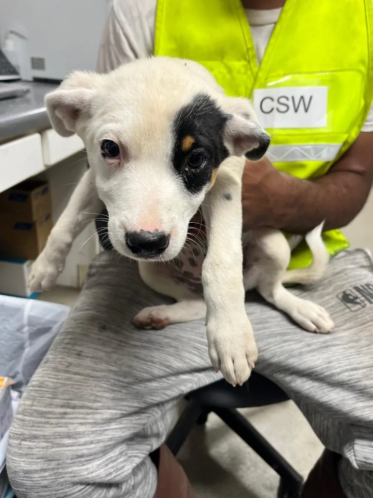 A baby medium-sized female Australian Cattle Dog / Blue Heeler dog named Evee for adoption in Hopkinsville, KY