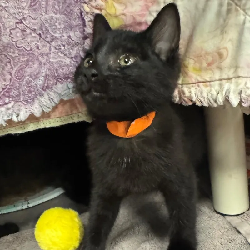 A baby medium-sized female Domestic Short Hair cat named Tasta for adoption in Olean, NY