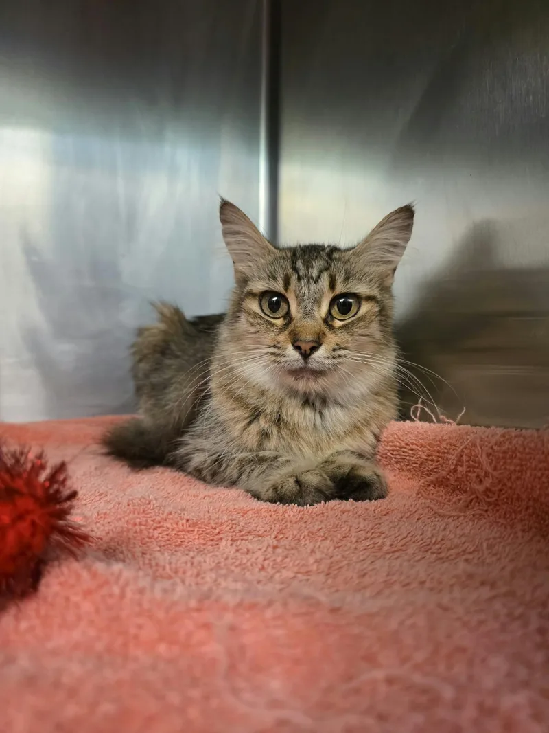 A young medium-sized female Domestic Medium Hair cat named Truvy for adoption in Umatilla, FL