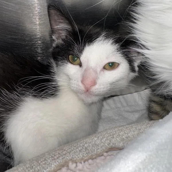 A baby small-sized female Domestic Short Hair cat named Rory for adoption in Walnut Creek, CA