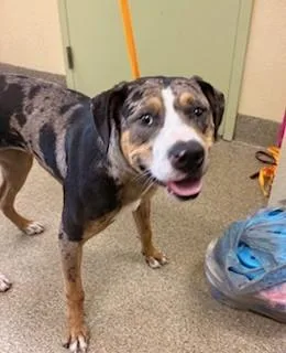 A young large-sized female Catahoula Leopard Dog dog named Delilah for adoption in Fort Myers, FL
