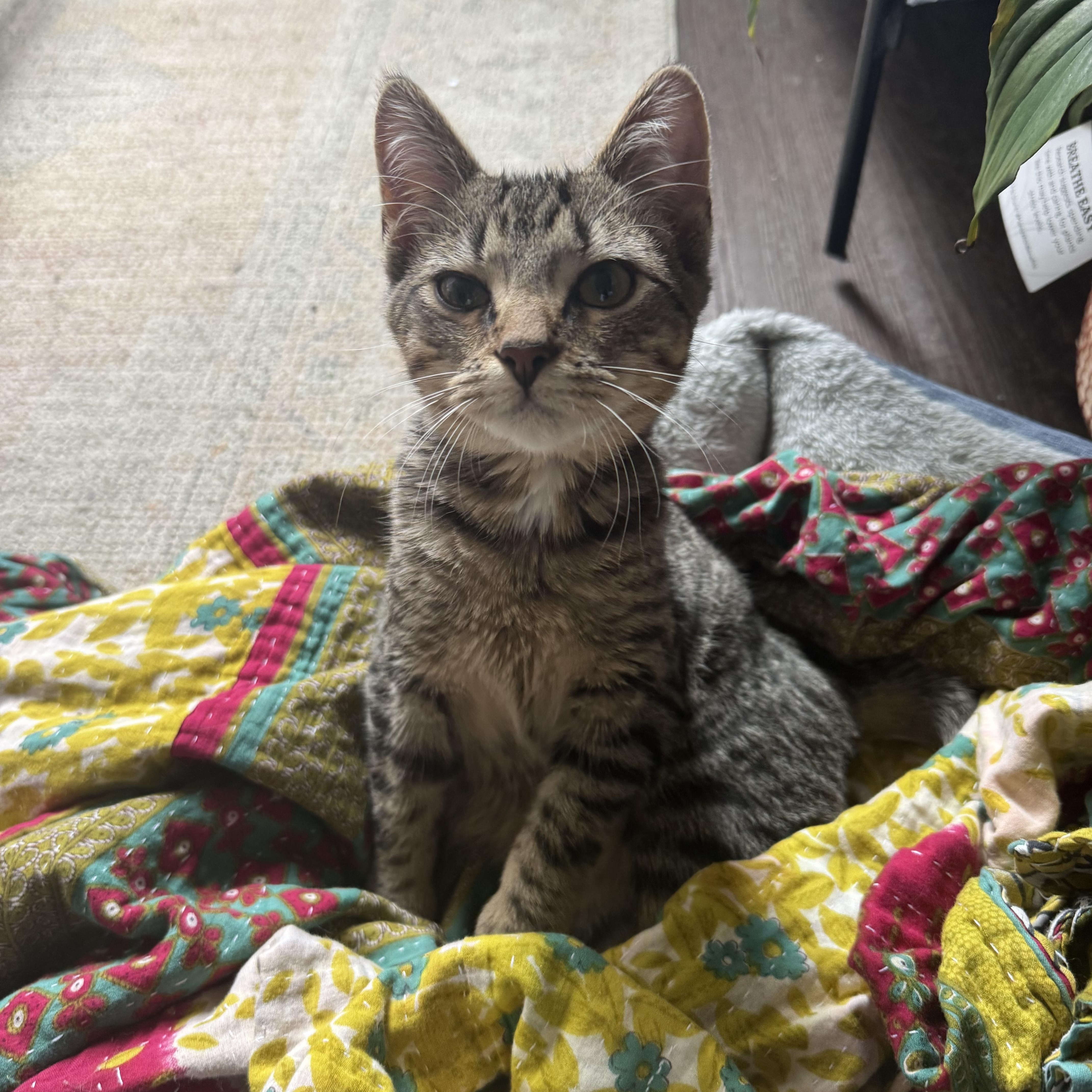A young medium-sized male Tabby (Brown / Chocolate) Tabby cat named Kevin for adoption in Columbia, SC