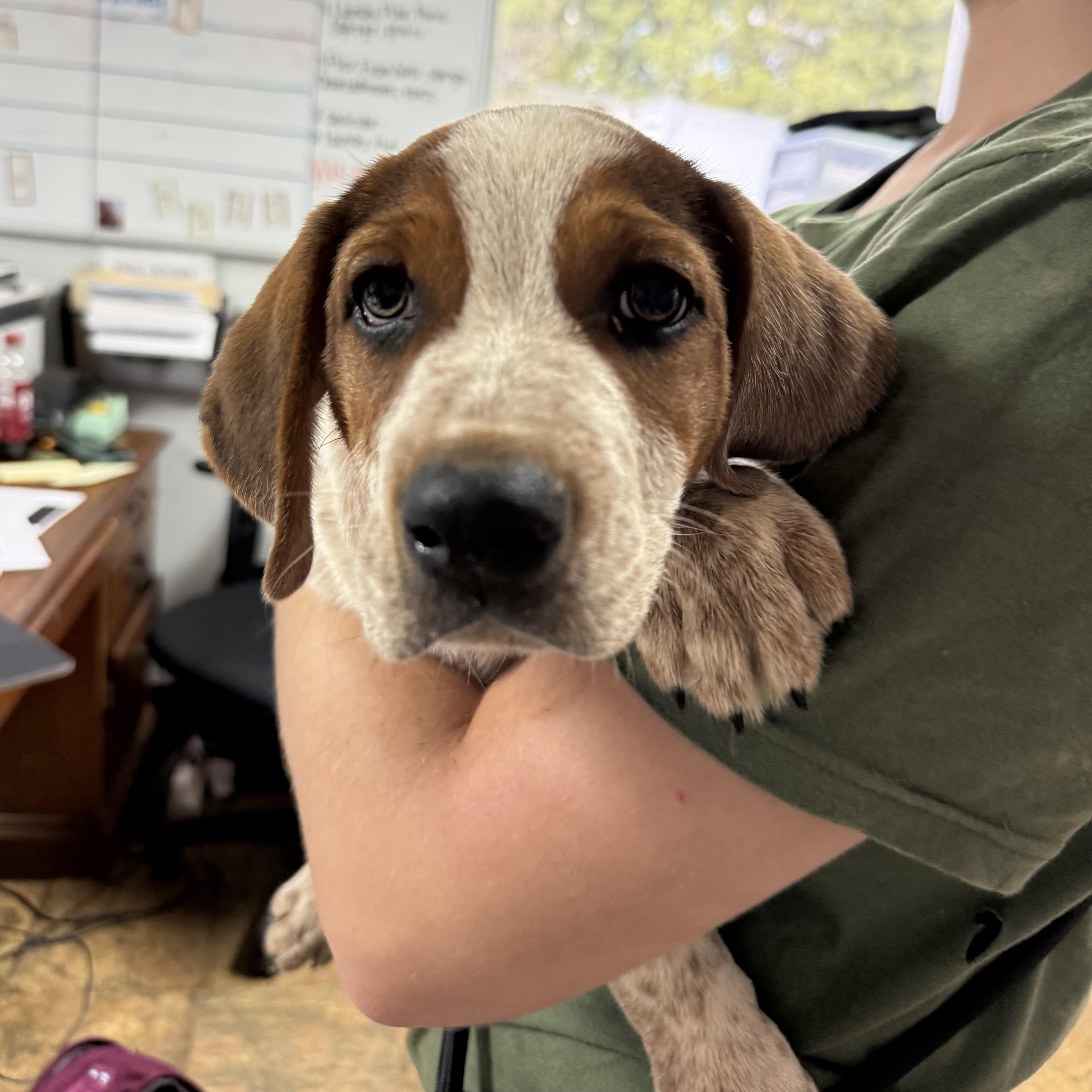 Pork Shoulder thumbnail 3