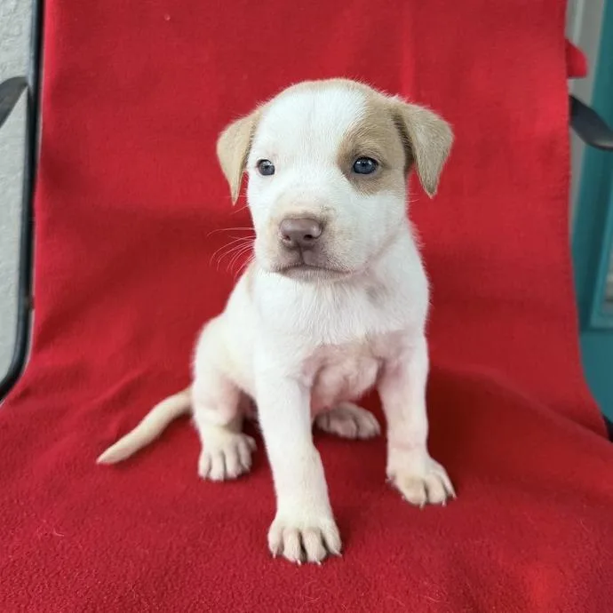 A baby small-sized male White / Cream Terrier dog named Thingamajig for adoption in Carencro, LA