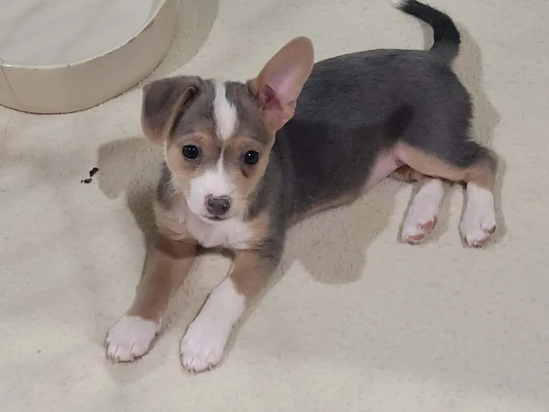 A baby small-sized female Jack Russell Terrier dog named Lady for adoption in New River, AZ