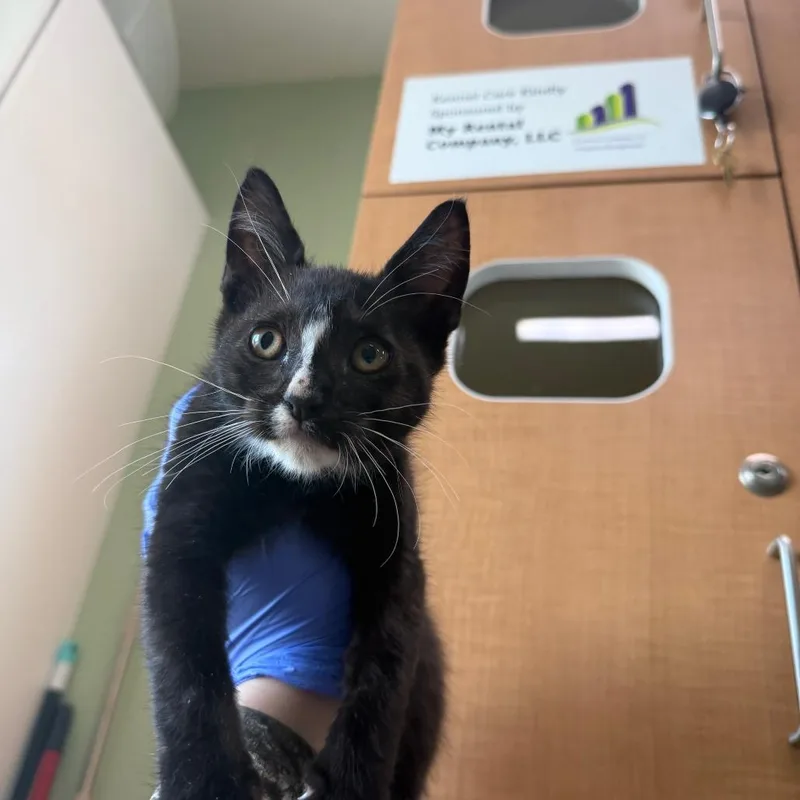 A baby small-sized male Black Domestic Short Hair cat named Art the Clown for adoption in Pullman, WA