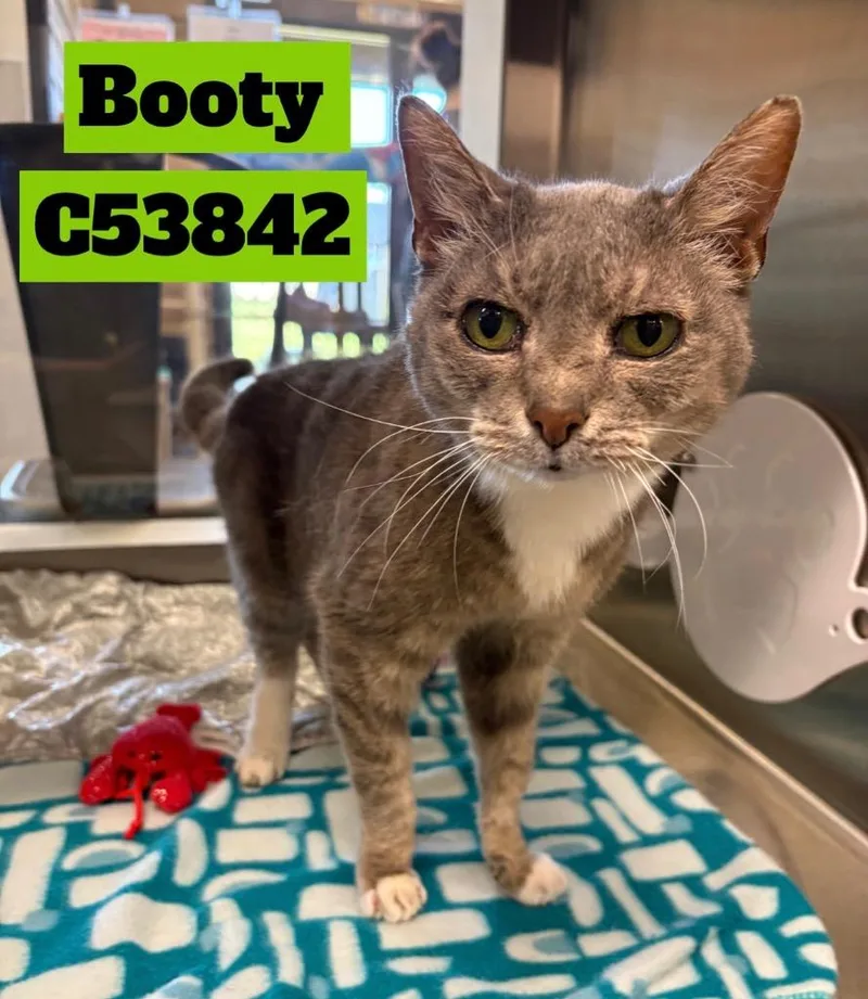 A senior medium-sized female Burmese cat named Booty for adoption in Clarksville, TN