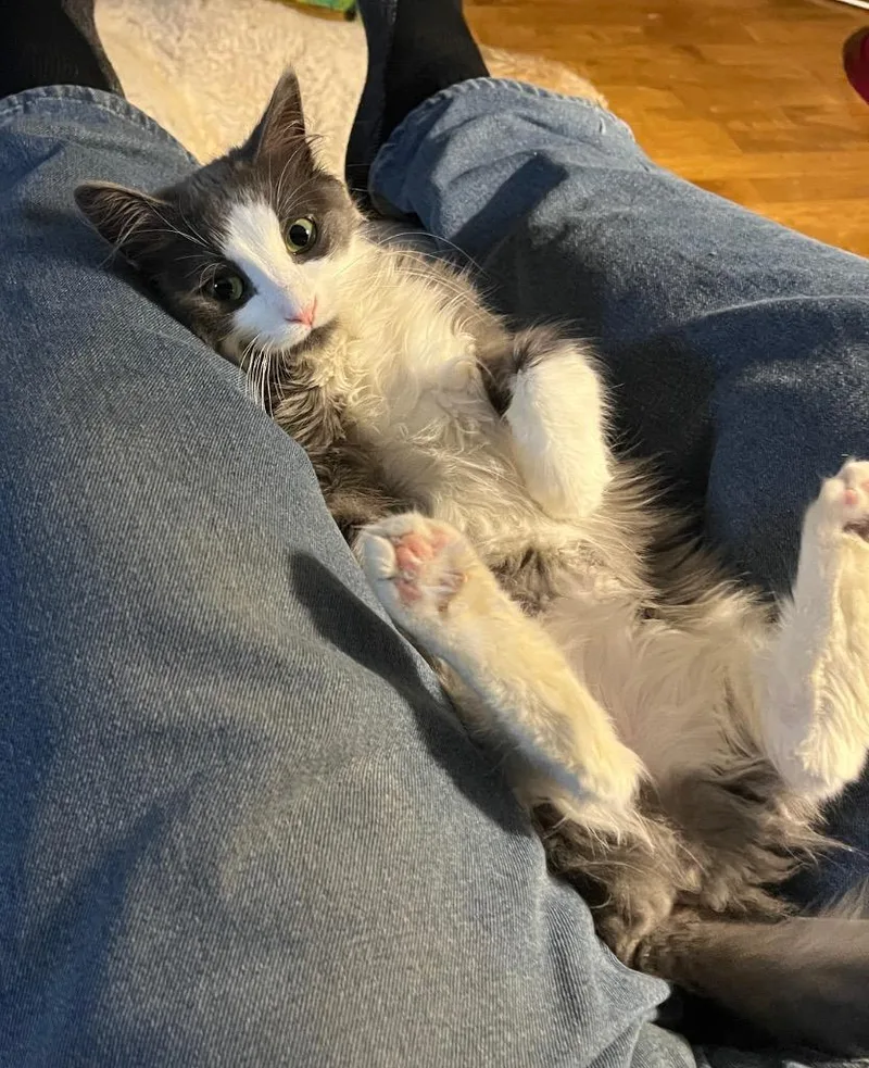 A baby medium-sized female Domestic Long Hair cat named Frisky for adoption in Fond Du Lac, WI