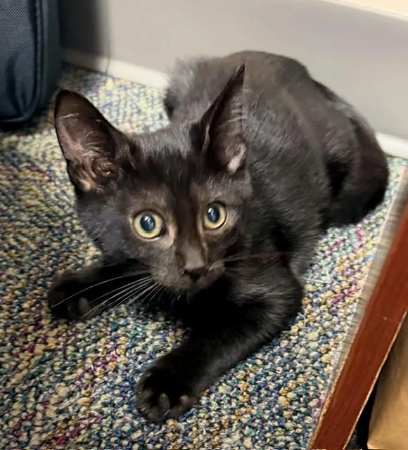 A baby medium-sized male Black Domestic Short Hair cat named Leonidas for adoption in Lake Monroe, FL