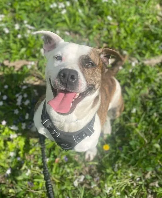 A young medium-sized male Boxer dog named Prince for adoption in North Vernon, IN