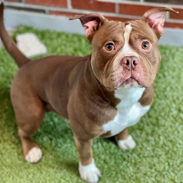 A young medium-sized male Pit Bull Terrier dog named Rocket Power for adoption in Edmond, OK