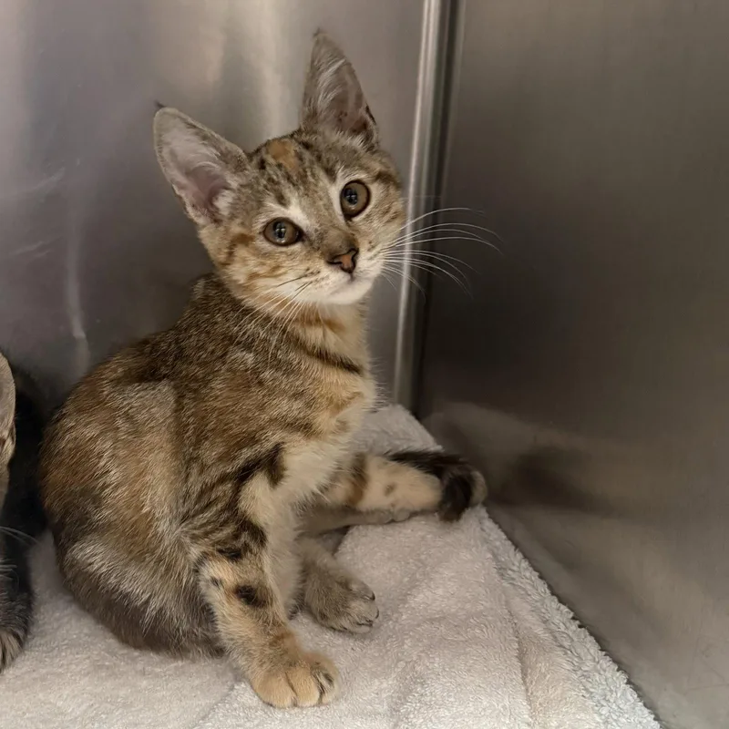 A baby small-sized female Brown / Chocolate Domestic Short Hair cat named Fortune Cookie for adoption in Oakland, CA