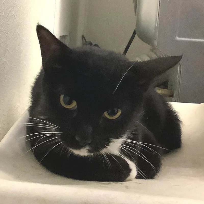 A young medium-sized female Black Domestic Short Hair cat named Artemis for adoption in Long Beach, CA