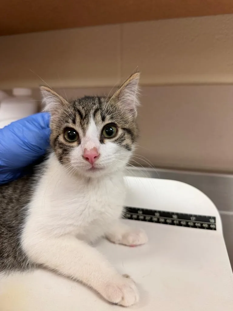 A baby small-sized male Domestic Short Hair cat named Jake for adoption in Bossier City, LA