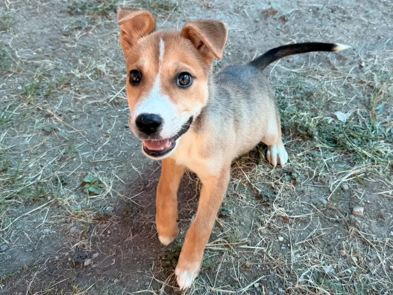 Peanut
