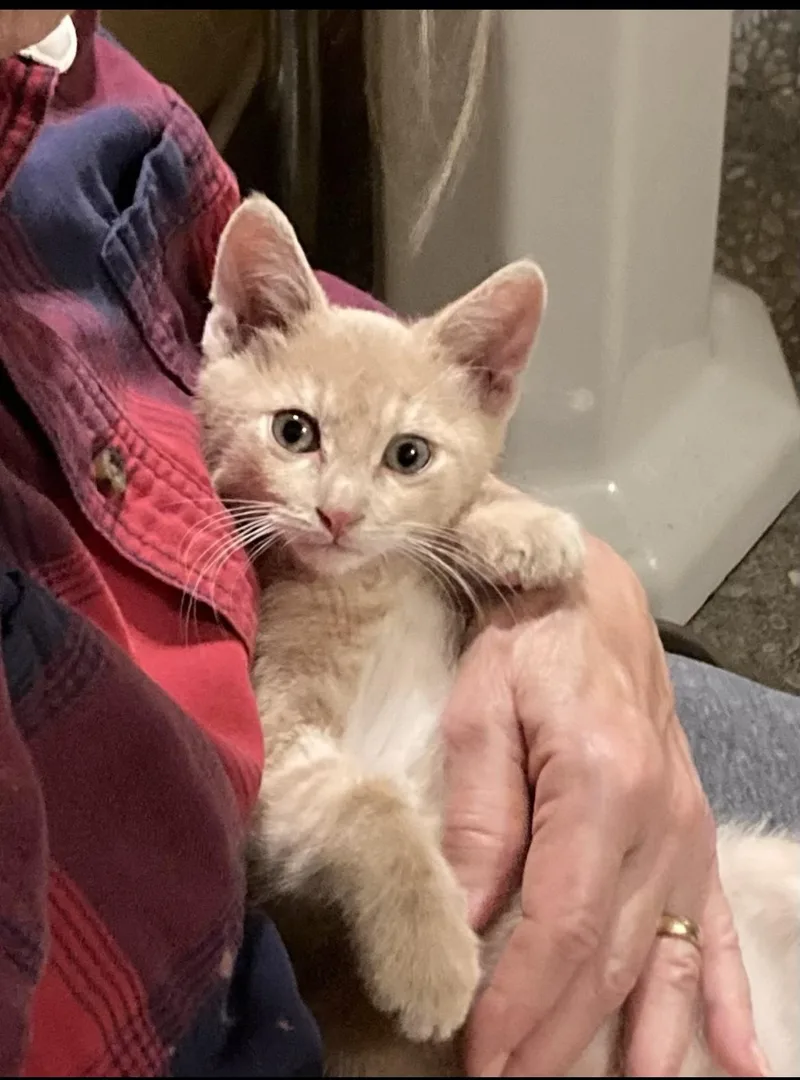 A baby medium-sized male Orange / Red Domestic Short Hair cat named Little Stevie for adoption in Howell, MI