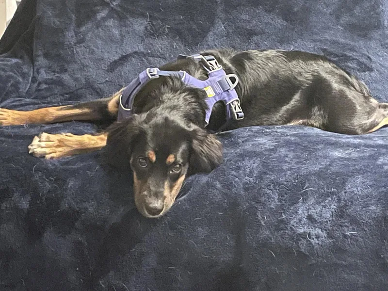 Maggie